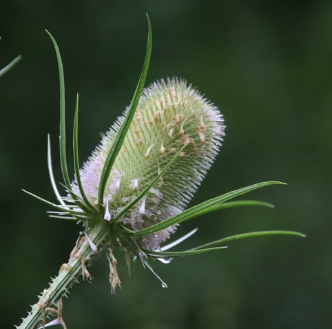 Hach, eine Kardenblüte, die teilweise lila scheint und somit am blühen ist. Der Rest der Karde ist grün.
Matzework