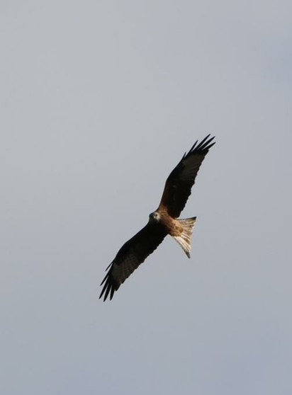 Ein Raubvogel (Bussard) am Himmel in Seitenlänge.
Matzework