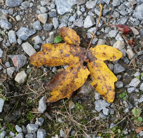 Ein Blatt orange- braun gefärbt liegt auf einen schoterbefestigten Weg.
Matzework