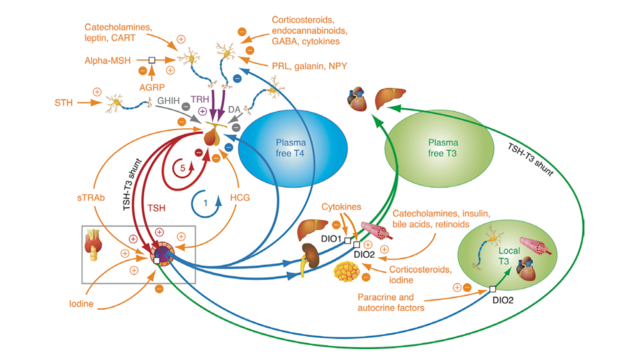 Hypothalamic–pituitary–thyroid regulation is implemented by multiple feedforward motifs and feedback loops.