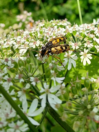 Leptures tachetées en pleins ébats.