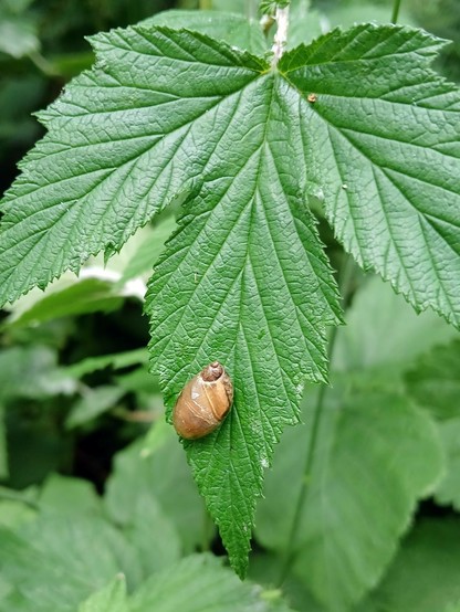 Ambrette amphibie