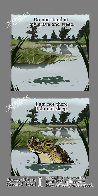 :Do not stand at
my grave and weep.

I am not there
I do not sleep.

Puerto Rican Crested Toad. Thought to be extinct until 1967 rediscovery. Now critically endangered.