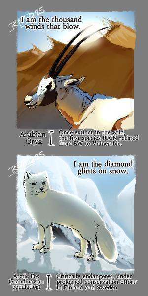 Illustrations of 
Arabian Oryx "I am the thousands winds that blow"
Arctic Fox Scandinavian population "I am the diamond glints on snow"