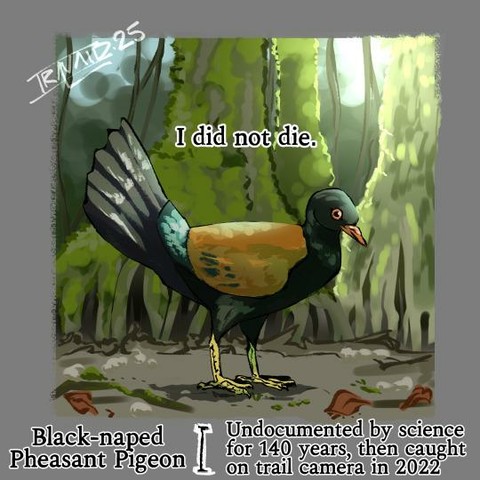 Black-naped Pheasant Pidgeon