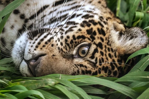 A jaguar rests at a green bedding of narrow leaves.
