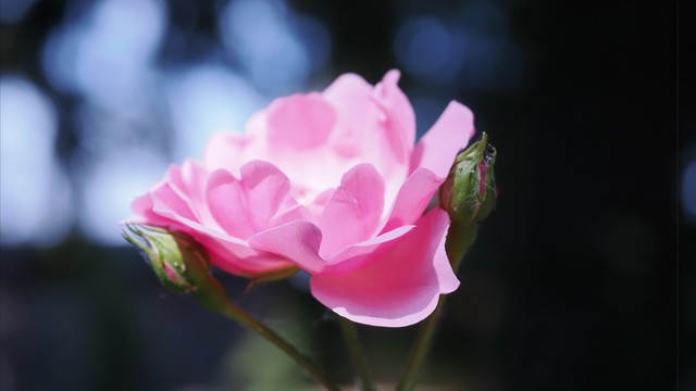 Pink rose in full bloom with two unopened buds on a single stem. Background is soft-focus, featuring blurred dark shapes and bright light spots, suggesting an outdoor setting.
