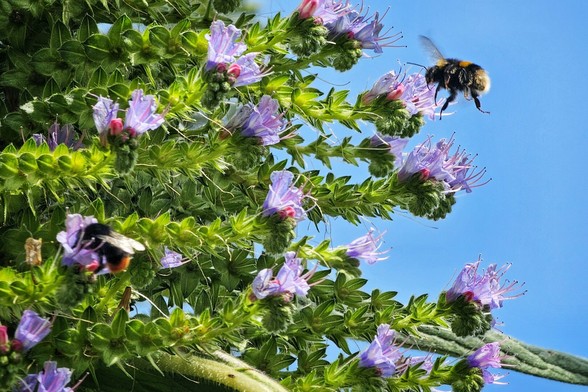 A close-up shot of two fuzzy bumblebees on purple-blue flowers against a clear blue sky. One bee is perched on a lower bloom, while another is in mid-flight near the top right, approaching the blossoms. The flowers have spiky green stems and leaves, and their vibrant colour contrasts beautifully with the bright sky.