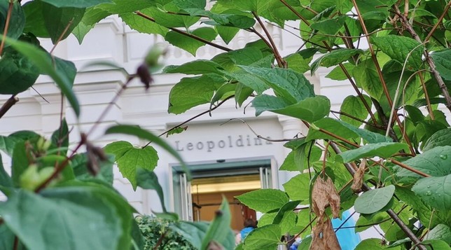Leopoldina