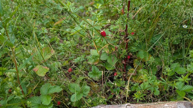Photo of some wild strawberries on their bush surrounded by more green.