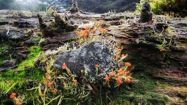 A close-up shot of a fallen, moss-covered log with various types of lichen and small, vibrant orange fungi resembling tiny trumpets or hats. The log is dark and textured, covered in patches of bright green moss and greyish-white lichen. The background is a soft blur of dark green trees and hints of mist, giving the image a damp, atmospheric feel.