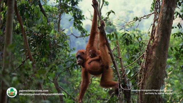 Discover the fascinating world of #orangutan 🧡🦧vocalisations!! 🎶 and how #AI 🤖is helping to decode their secrets! Protect these incredible great #apes from #extinction. Every time you shop 🛍️ #Boycottpalmoil 🪔🚫#Boycott4Wildlife 🌿 @palmoildetect https://wp.me/pcFhgU-8wp?utm_source=mastodon&utm_medium=Palm+Oil+Detectives&utm_campaign=publer