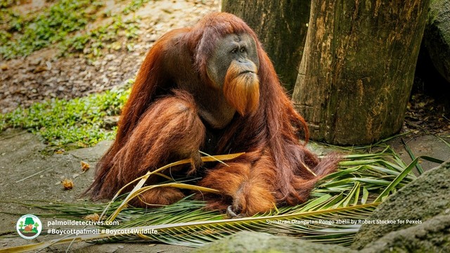 Discover the fascinating world of #orangutan 🧡🦧vocalisations!! 🎶 and how #AI 🤖is helping to decode their secrets! Protect these incredible great #apes from #extinction. Every time you shop 🛍️ #Boycottpalmoil 🪔🚫#Boycott4Wildlife 🌿 @palmoildetect https://wp.me/pcFhgU-8wp?utm_source=mastodon&utm_medium=Palm+Oil+Detectives&utm_campaign=publer