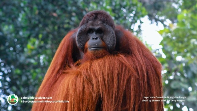 Discover the fascinating world of #orangutan 🧡🦧vocalisations!! 🎶 and how #AI 🤖is helping to decode their secrets! Protect these incredible great #apes from #extinction. Every time you shop 🛍️ #Boycottpalmoil 🪔🚫#Boycott4Wildlife 🌿 @palmoildetect https://wp.me/pcFhgU-8wp?utm_source=mastodon&utm_medium=Palm+Oil+Detectives&utm_campaign=publer