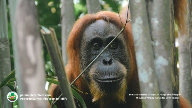 Discover the fascinating world of #orangutan 🧡🦧vocalisations!! 🎶 and how #AI 🤖is helping to decode their secrets! Protect these incredible great #apes from #extinction. Every time you shop 🛍️ #Boycottpalmoil 🪔🚫#Boycott4Wildlife 🌿 @palmoildetect https://wp.me/pcFhgU-8wp?utm_source=mastodon&utm_medium=Palm+Oil+Detectives&utm_campaign=publer