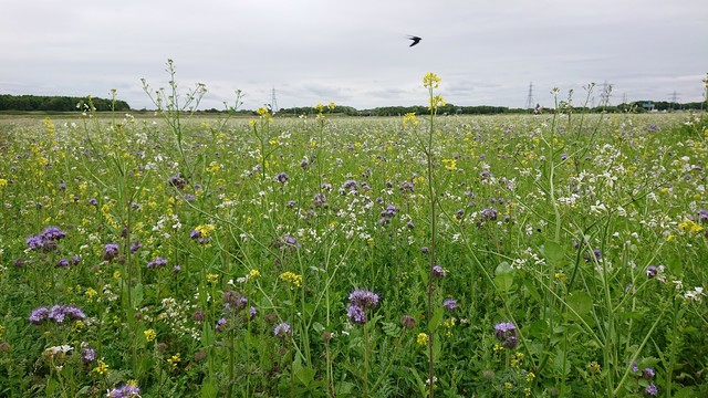 A field that's a mass of green and flowers: pink, white and yellow.

One of the swallows which were enjoying flying around has photo bombed the picture, swooping across the frame