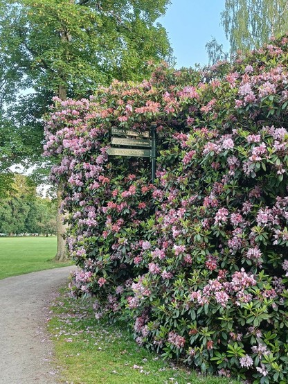Rhododendron i Brunnsparken i Ronneby