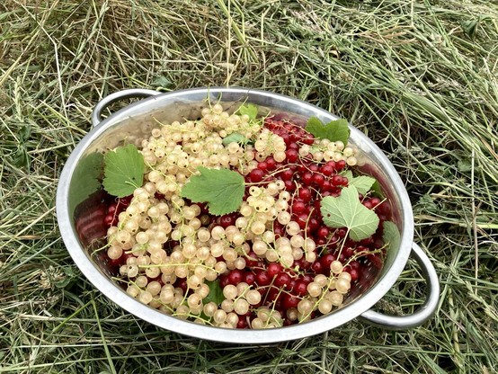 Zeigt eine Metallschüssel mit gepflückten roten und weißen Johannesbeeren. Einige grüne Blätter darauf. Fotografiert auf gemähtem Gras, dass bereits getrocknet ist.