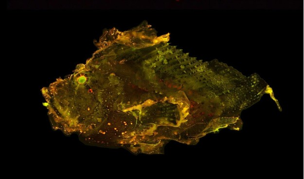 photo of a fish showing its green and yellow glow