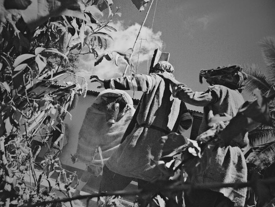 Black and white photo of two indigenous Brunca people dressed as "little devils" with their carved wood masks and yute clothing. Their body language expresses fear as another native behind a large carved wood bull mask has them cornered and is about to ram. The dance ritual goes on for days every January in Boruca and Curre towns. Most households prepare and share chicha with everyone during this ancestral celebration in Costa Rica.