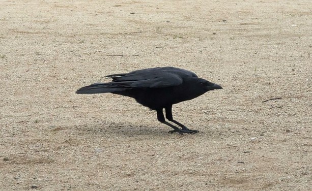 Ms Crow, on the ground, with a seemingly strange posture. Actually, she's 1/10th of second or so to take off.