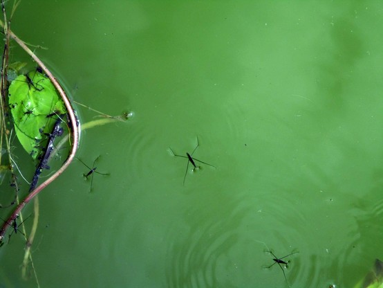 Gerris, ciseau, patineur d'eau.