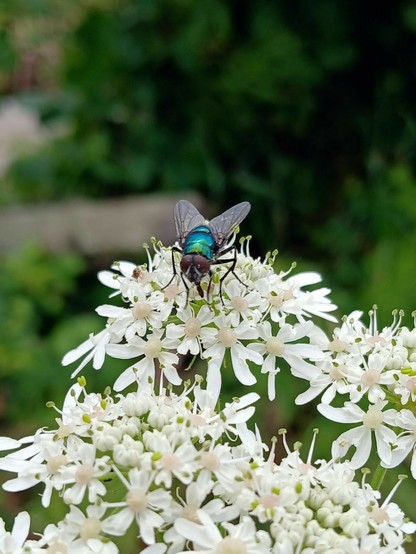 Lucilia