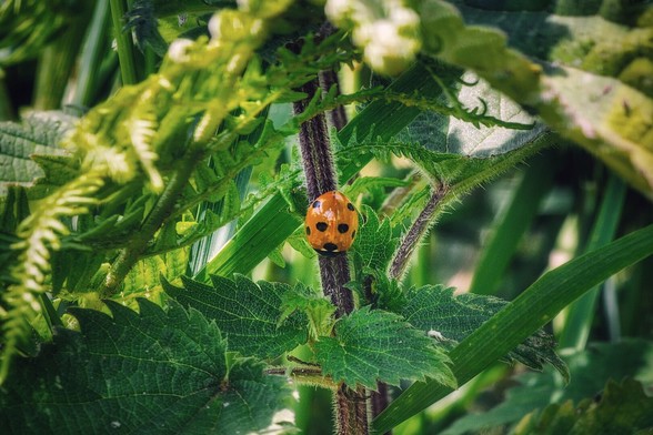 A close-up, eye-level shot of a bright orange ladybird with prominent black spots, positioned centrally on a slender, textured brown stem. The ladybird is surrounded by lush green foliage, including serrated leaves in the foreground and blurred green leaves and stems creating a natural frame, suggesting it is nestled deep within a plant or bush. The lighting highlights the ladybird and the surrounding leaves, giving the image a vibrant and detailed appearance.