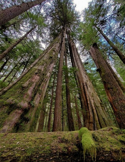 A low-angle shot of a dense forest focuses on tall, mature trees stretching upwards towards a partly cloudy sky. The massive trunks are textured with bark, and some are covered in bright green moss. In the foreground, a fallen log is also covered in the same vibrant moss. The overall impression is one of height, age, and the lush, damp environment of a temperate rainforest.