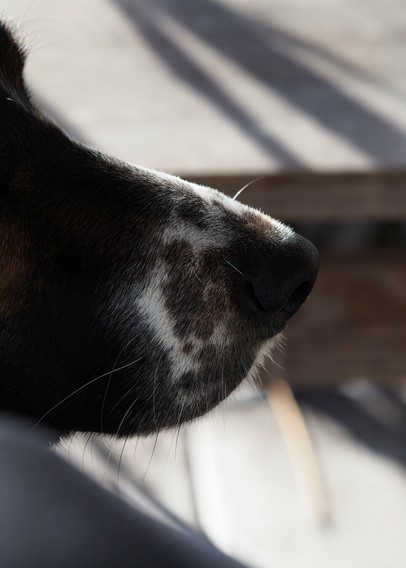 Close up photo of a dog's snout. Face and nose is mostly black, but the fur around the nose is white with dark spots. There is also white whiskers around the snout.