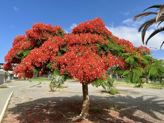 One of those special moments, a couple of weeks ago, I was just starting my daily exercise routines, this time around in a nearby park, and while doing some brisk walking, all of a sudden, I bumped into this beauty: a stunning flamboyant with an exuberant of bloom in intense red colours that I just couldn't help stopping on my tracks and capture the moment. Simply spectacular the feast for the eyesight and the soul. Mother nature always knows how to impress us even in the most of unexpected places 👌🏻😍