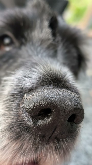 A close-up of a dog's nose, looking quite boop-able and ready to sniff out some snacks.