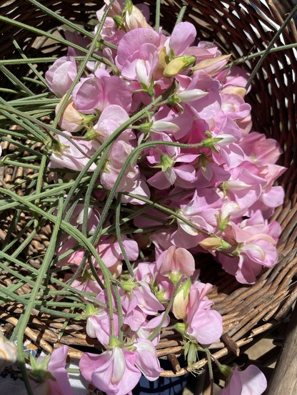A basket holds freshly cut, pale pink sweet peas—eager to get out of the sunshine and into a glass of water!