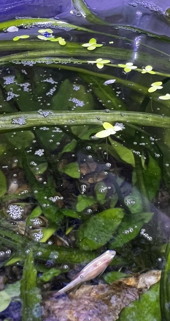 The surface of a well planted, small fish tank with lots of bubbles in the water. A little fish is swimin’ about.