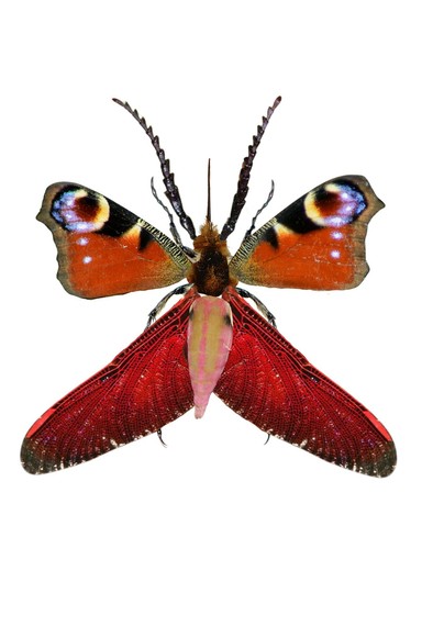 Un insecte chimérique, fait avec un collage d'images variées : 
une tête et un thorax de bombyle, des ailes antérieures de Paon du jour, des ailes postérieures de sauterelle, un abdomen de sphinx de la vigne, des pattes de coléoptères, et des grandes antennes crénelées de scarabée
