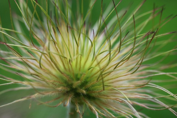 Macro photograph of what is left of a pasqueflower (Pulsatilla sp.), with numerous lime green and light brown linear seed-heads, dry and hairy, all up in the air like a punk haircut, with a contrasting vivid green background.