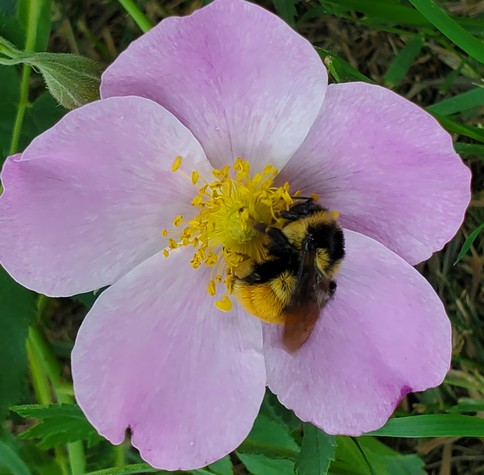 A bumblebee with orange and yellow stripes collects pollen from a pink rose flower.