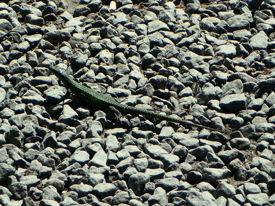 Lézard des murailles
