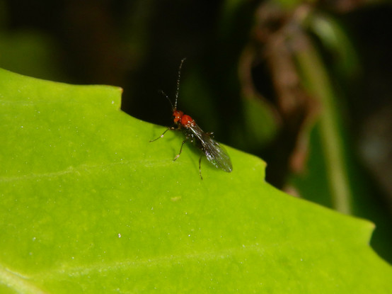 A photo of a little wasp with a bright red thorax and head, black eyes, and black abdomen and legs.

Details and my other photos are at https://inaturalist.nz/observations/291632552