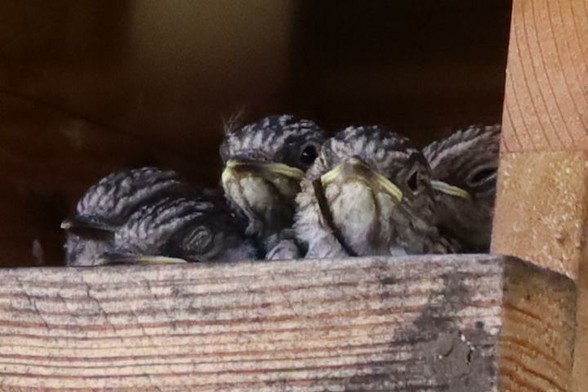Fünf schon gefiederte Vogelküken sitzen in einer Nisthöhle, schauen mit ihren Köpfen, teilweise hintereinander sitzend, nach draußen und warten auf die Vogel-Eltern mit Futter. Zwei Küken haben ihre Augen noch geschlossen.