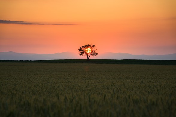 Ein Baum vor einer untergehenden Sonne.
Im Vordergrund wachsender Weizen im Bokeh.