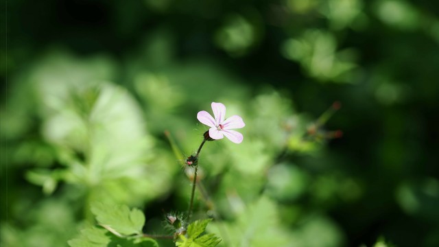 Pink flower with five petals and dark center on a thin stem, surrounded by blurred green foliage in bright sunlight.