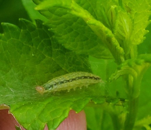 A green 'caterpillar' with a black line on its side and a pale orange head.