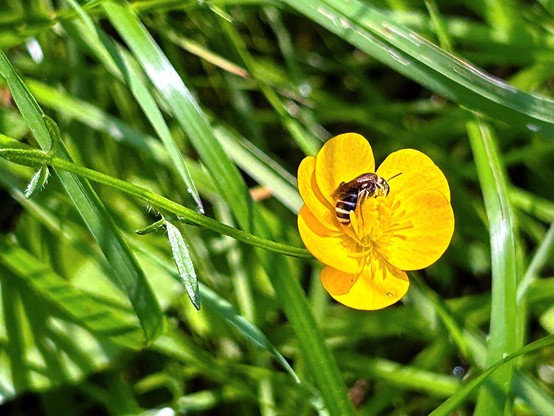 A tiny bee curled about the stamens in the center of a bright yellow buttercup flower at the end of a horizontal stem amidst blades of grass.