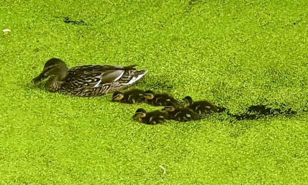 Weibliche Stockente mit fünf Küken auf dem mit grüner Entengrütze bedeckten Elstermühlgraben.