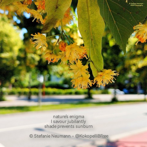 Nahaunahme von Lindenblüten, die über eine Straße hängen mit Haiku. Text folgt.
A close-up of linden flowers hanging over a street with haiku. Text:
nature's enigma
I savour jubilantly
shade prevents sunburn
© Stefanie Neumann - @KokopelliBFree