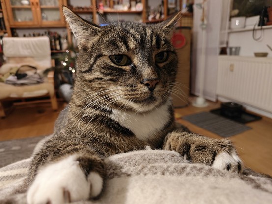 Kater Boomer mit seinem 'ich bin der Präsident aller Katzen' Gesichtsausdruck. Ungeschminkt, nicht Orange und mit klarer Aussprache. Meow.