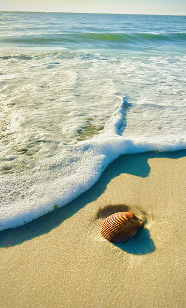 A seashell resting on the beach sand, with gentle waves lapping at the shore in the background. The scene is illuminated by sunlight.