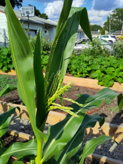 A sweet corn plant with tassels in front of a bed of summer squash plants