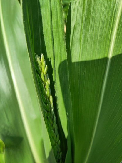 Another sweet corn plant showing tassles